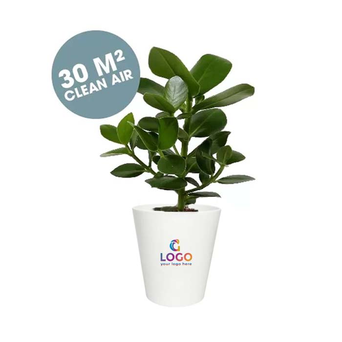 Plant in pot | Eco promotional gift